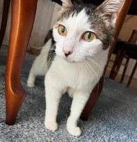 病気の発覚により、高血圧の薬も服用するようになった