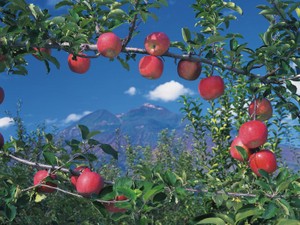 青森発　相続の現場から