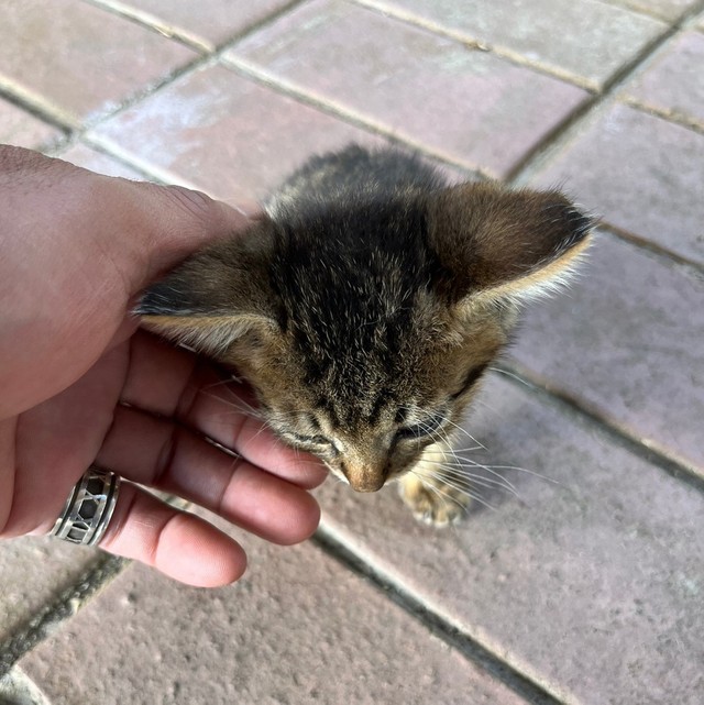 大野浜海浜公園でのてんてんくん。すぐお父さんに慣れ、スリスリしてくれました