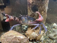 その後のカニの様子。少しずつ赤色を取り戻しています。 ※イシガニさん提供