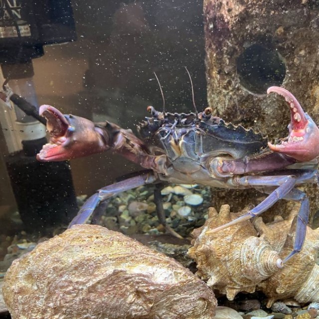 その後のカニの様子。少しずつ赤色を取り戻しています。 ※イシガニさん提供