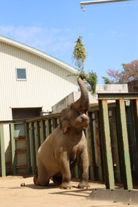 フィーダーに鼻を伸ばすゾウ。ひざをついたらさらに取りやすい？＝2022年4月撮影