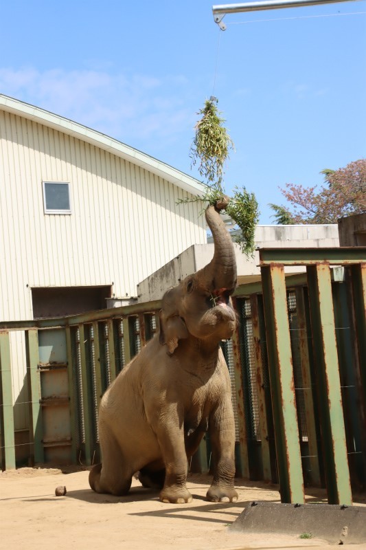 フィーダーに鼻を伸ばすゾウ。ひざをついたらさらに取りやすい？＝2022年4月撮影