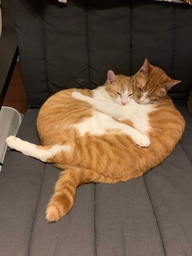 小柄で甘えん坊な弟のニモ（左）を、兄のナチョが抱きしめて（高橋さん提供）