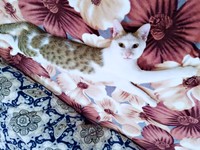 一緒に暮らし始めて1年、寝そべってくつろぐマルちゃん（画像提供：越南猫の日本暮らしさん）