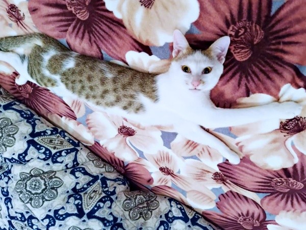 一緒に暮らし始めて1年、寝そべってくつろぐマルちゃん（画像提供：越南猫の日本暮らしさん）