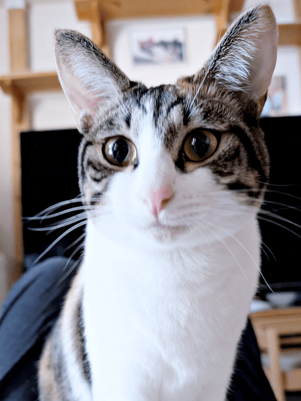 立派に成長したもんじゅちゃん（画像提供：ミロカノさん）