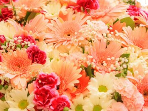 後楽園ホールには大輪の花が咲く。プロレスファンの私が届けたい想い