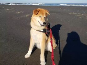 声をかけると必ず首をかしげる元保護犬「ひな」　名前を呼ばれても同じです♪