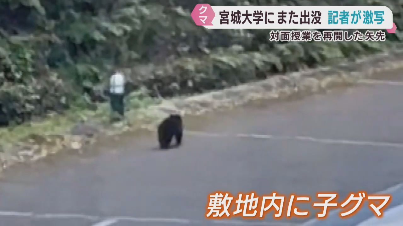 宮城大学キャンパスにクマ　取材記者が撮影　宮城・富谷市で栗や柿の木の伐採始まる　車との衝突も相次ぐ