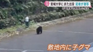宮城大学キャンパスにクマ　取材記者が撮影　宮城・富谷市で栗や柿の木の伐採始まる　車との衝突も相次ぐ