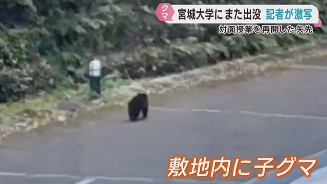 宮城大学キャンパスにクマ　取材記者が撮影　宮城・富谷市で栗や柿の木の伐採始まる　車との衝突も相次ぐ