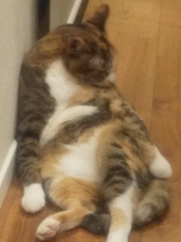 最近は箱の「外」でもおなかを見せて毛づくろいするように。そーっと近づいて触られてくれ……ないかな？