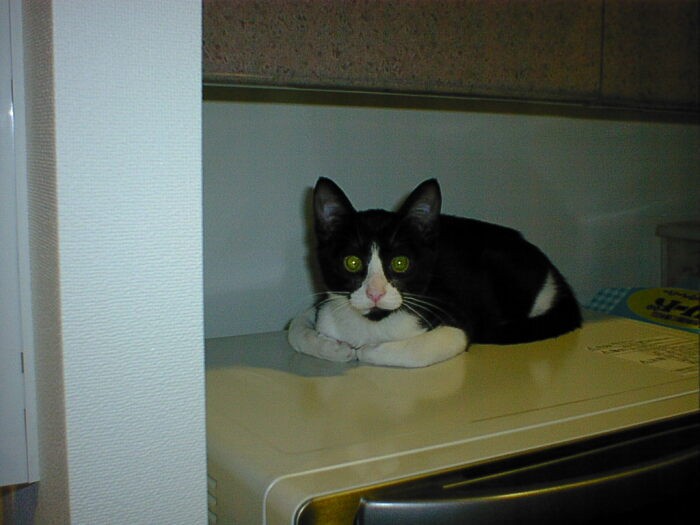 葉子さんにかまってほしいいときには、じっとみつめるという（葉子さん提供）