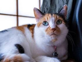 あら椅子が空いたわ！くつろがせていただきますよ～　MIX猫「くるみ」