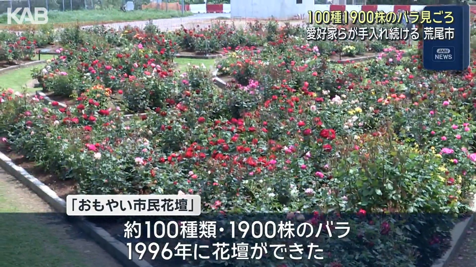 色とりどりのバラ100種が咲き誇る！30年の愛情が育む1900株が見ごろ（1