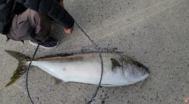 全長138cmというインパクト大のヒラマサ／すーちゃんねるさん（@Mt00l2SvdOnX5rT）提供