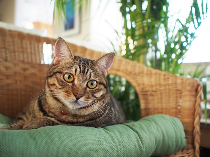 猫たちがあちこちでくつろぐカフェ店内