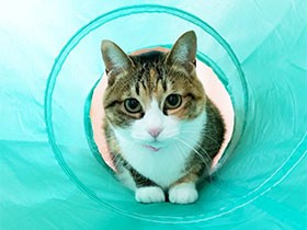 大好きなトンネル楽しいな！　おてんばなミックス猫「もも」