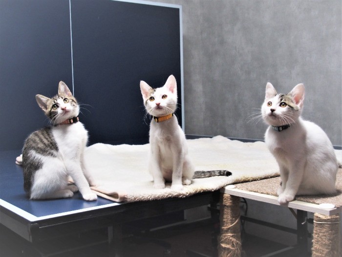 いずれも劣らぬ愛らしさ