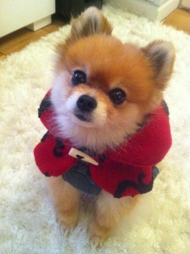 寒い冬のニューヨークでは手作りのケープで暖かく