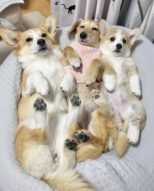皆でヘソ天！（画像提供：しっぽコーギーのまるころさん）