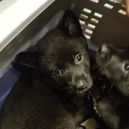 香川県から来た子犬。京王百貨店の譲渡会（８月15、16日）に参加予定（おーあみ避難所提供）