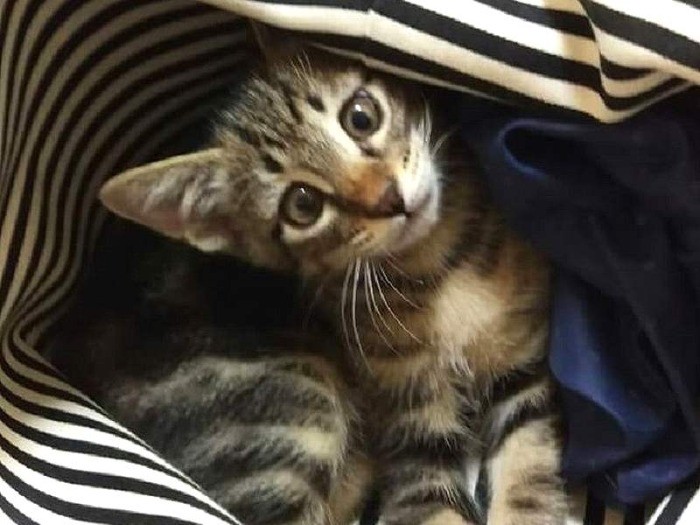 カバンの中に入ると、なんだか落ち着くの