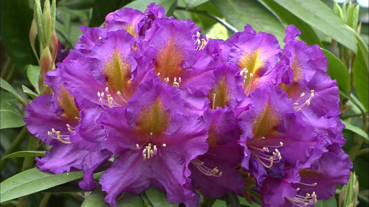 約1万5000株のシャクナゲが色鮮やかに ヒルゼン高原センターで しゃくなげ祭り 岡山 真庭市 Ksbニュース Ksb瀬戸内海放送