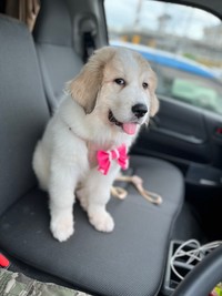 まだ助手席にも座れるサイズ（画像提供：@manabunwdylさん）