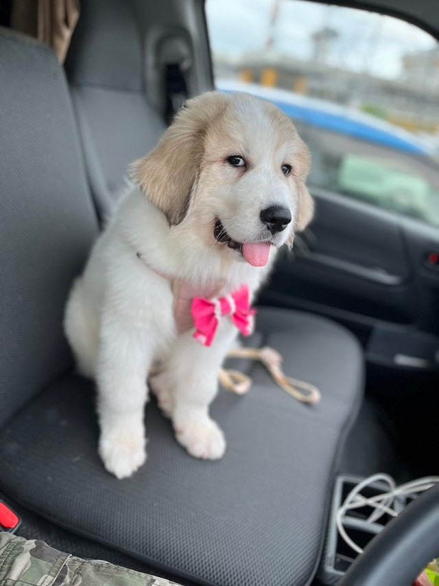 まだ助手席にも座れるサイズ（画像提供：@manabunwdylさん）