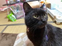 すきあらばふくまるくんのエサを狙う食いしん坊なししまるくん