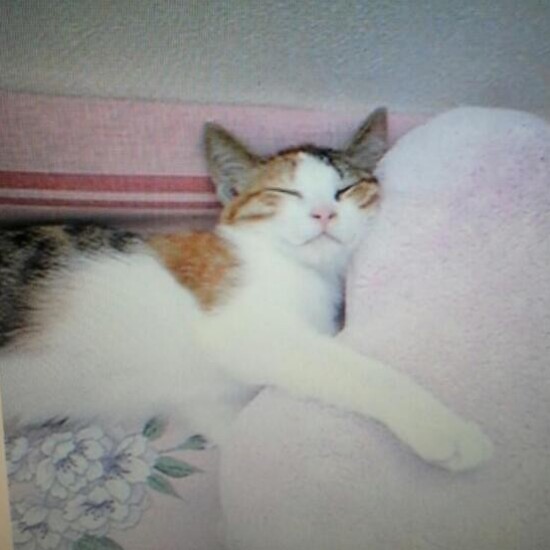 家にきたころの「夏」