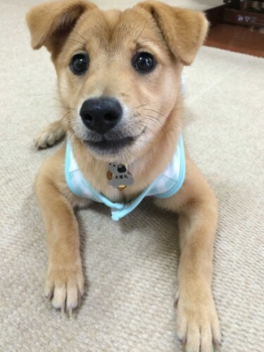 家にきたころの「こすず」