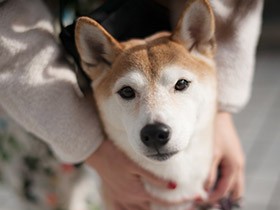 ペットショップで売れ残っていた柴犬　家族に迎え、幸せ願って「幸太」と名付けた