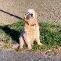 何度声をかけても静止画のように動かないノアちゃん（画像提供：えっちゃんさん）