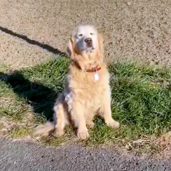 何度声をかけても静止画のように動かないノアちゃん（画像提供：えっちゃんさん）