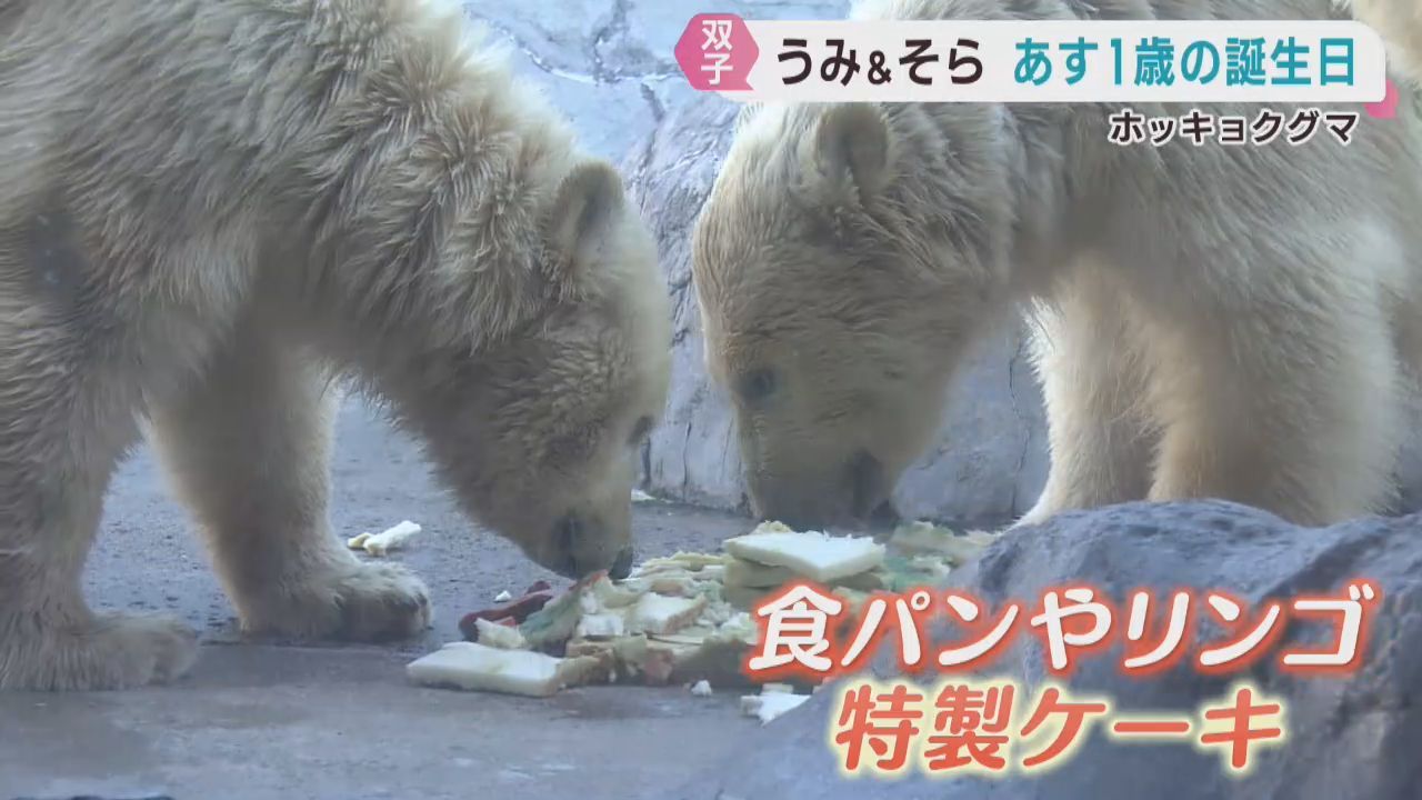 ホッキョクグマの双子　２０日で１歳に　仙台・八木山動物公園