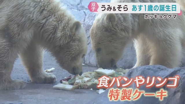 ホッキョクグマの双子　２０日で１歳に　仙台・八木山動物公園