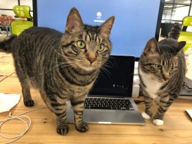 ２匹の自由奔放な猫がいる会社　500坪のフロアでのびのび
