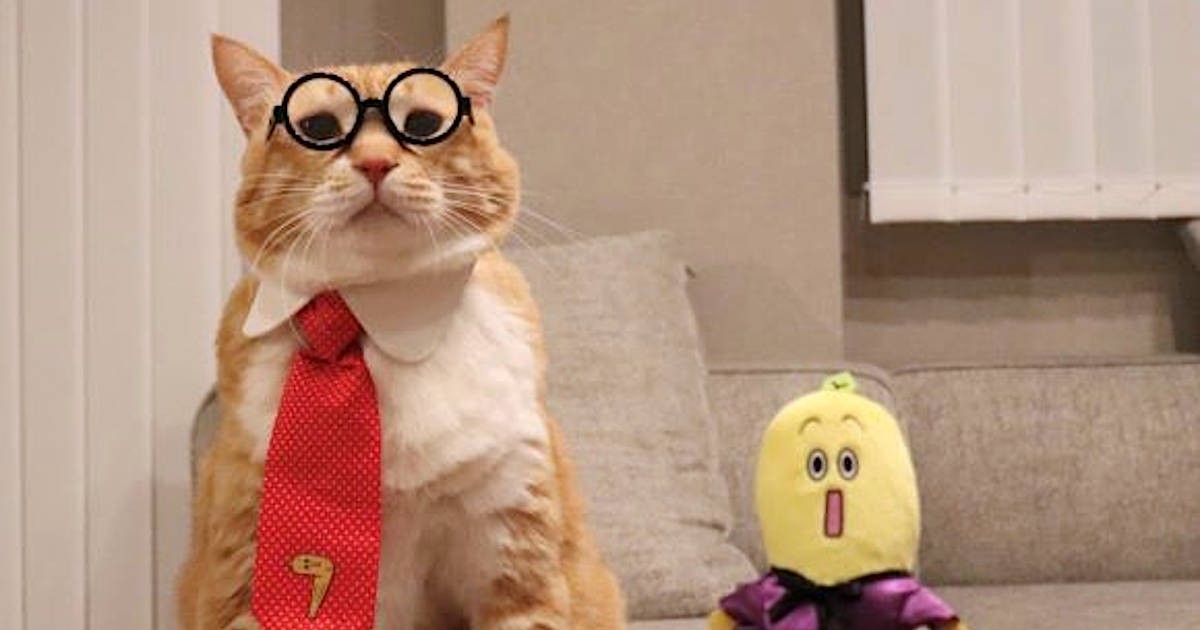 猫の日 ｂｓテレ東がｂｓキャッ東になる 猫社長にお太りさま猫 ぐっぴー 就任