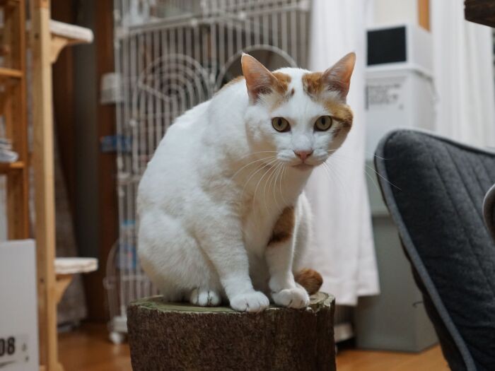 「怜央君、今日も一緒に寝よ。僕らいちばん気が合うよね」