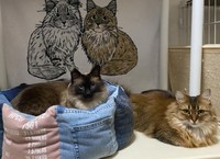 長毛同士仲良く＝fuku.fuku86さん提供