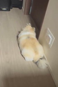 健気に飼い主さんのお風呂を待つめるちゃん（提供：ポメチワ める🐾さん）