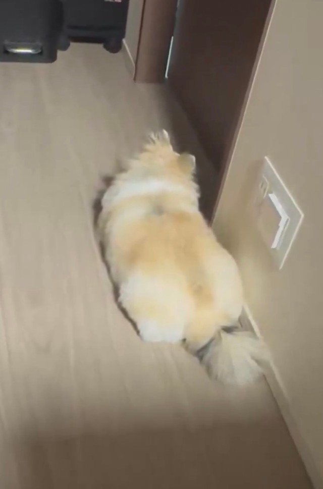 健気に飼い主さんのお風呂を待つめるちゃん（提供：ポメチワ める🐾さん）