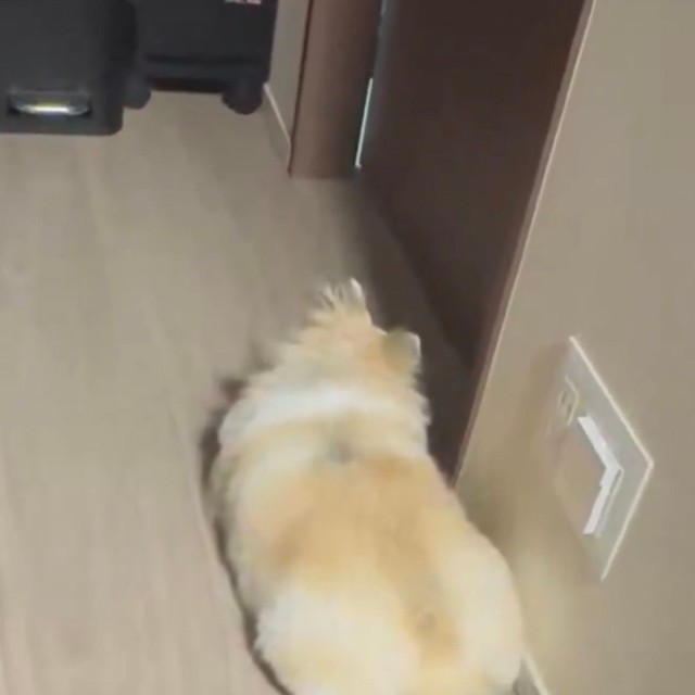 健気に飼い主さんのお風呂を待つめるちゃん（提供：ポメチワ める🐾さん）