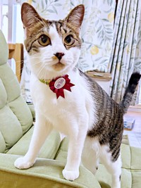 2025年5月31日、1周年のうちの子記念日を迎えたかぢめくん（画像提供：かさねさん）