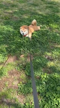 それでは本日の拒否柴をご覧ください（提供：豆柴ぐりさん）
