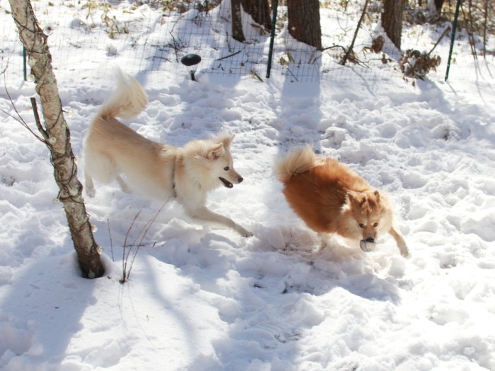 プライベートドッグランの新雪が午後にはこの通り