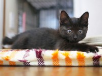 子猫時代、のんびりとくつろぐすーちゃん（画像提供：すーちゃんさん）